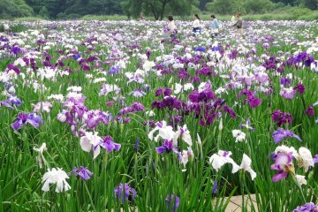 <p>The site can get crowded on weekends in June, and there is usually a one-day festival held in the middle of the blooming period</p>