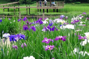 <p>The irises bloom from mid June to early July</p>