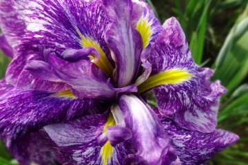 <p>A close-up of one of the irises</p>