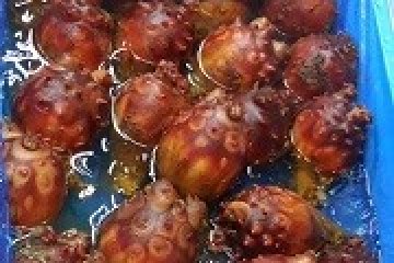 Sea squirt (hoya) ditangkap di lepas pantai Miyagi pagi ini. Hoya adalah makanan yang sangat populer di Tohoku.