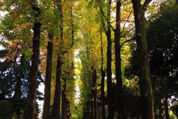 <p>Colonnades of Trees</p>