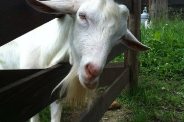 <p>A goat on the property</p>