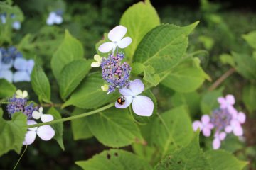 <p>A sample of flowers and nature the park boasts in abundance&nbsp;</p>