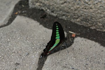 <p>Getting close to nature in the park</p>
