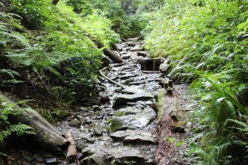 <p>Le trail num&eacute;ro 6 suit en partie un petit cours d'eau, en plein milieu de la f&ocirc;ret</p>
