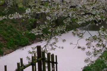 Parit yang dipenuhi kelopak sakura