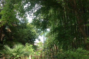 Bamboo and Trees