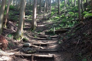 Forest Path