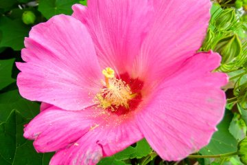 <p>A colorful sight! On this occasion I was lucky enough to see this Camellia in bloom within the temple's courtyard</p>