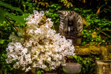 <p>Some flowers in bloom, with 'Fudo-Myo' in the background</p>