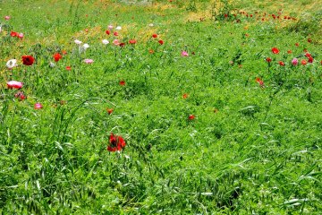 Bunga-bunga poppy di taman yang hijau