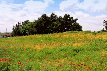 Keindahan Taman Kasai Rinkai