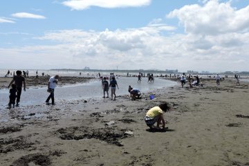 Orang-orang sedang menggali untuk mencari kerang di pantai