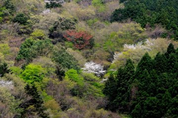 <p>The varied texture of spring in a mountain forest</p>