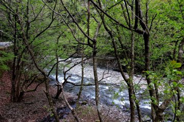 <p>White water though tree trunks</p>