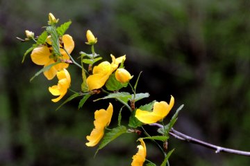 <p>Cherry blossoms were not the only flowers in bloom</p>