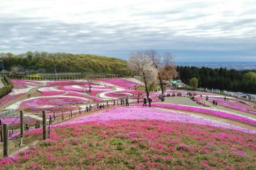 Shibazakura Festival in Misato