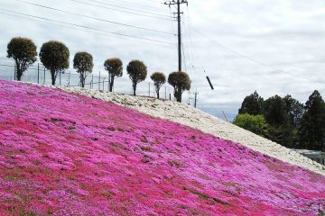 Exquisite contrast&nbsp;of pure white moss phlox with the bright pink ones.