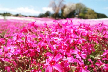The flowers turn out to be too bright for the eyes when the sun is out!