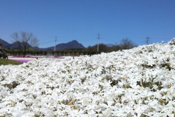 Close up image of the white moss phlox. The blue skies make&nbsp;the white petals stand out even more.