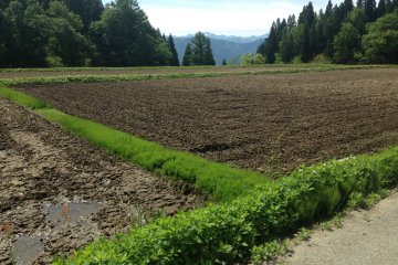 Niigata in Midsummer