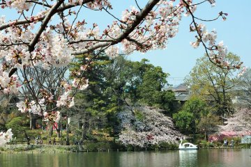 <p>One of the top sightseeing spots in Ota Ward, Senzokuike is a lovely lake with a fascinating history.</p>