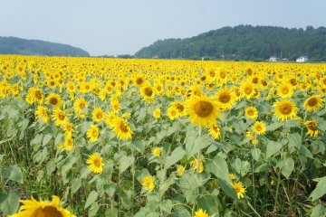 Flower Festival in Mashiko