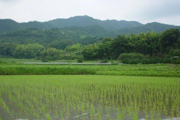 Mt. Ryūō from below, rice fields in front