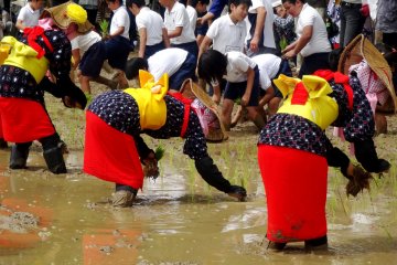 Murid-murid sekolah setempat bergabung dengan para petani berkebun di sawah