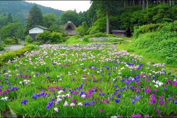 Flying Over Iris Beds at Senkono Ie