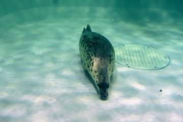 <p>Leopard seal on the floor of the tank</p>