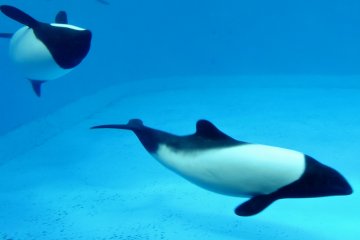 <p>Black and white Commerson's dolphins</p>