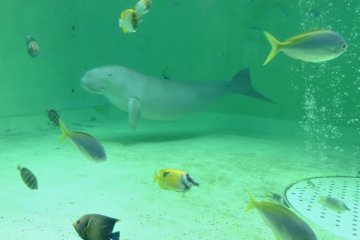 <p>Dugong surrounded by colorful fish</p>