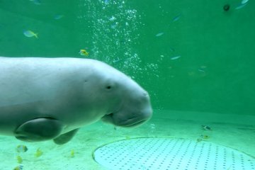 <p>Stream of bubbles rising through the dugong tank</p>