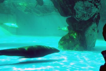 <p>These seals were zooming around the rocks in their tank</p>