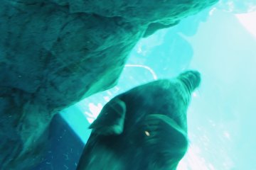 <p>He swooped upward just in time to avoid the rocks</p>