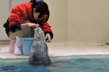 <p>Feeding the otter</p>