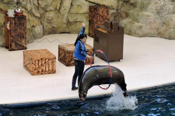 <p>The performing seal</p>