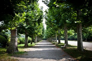 <p>Les sycomores bordent les p&eacute;rim&egrave;tres du jardin &agrave; la fran&ccedil;aise</p>