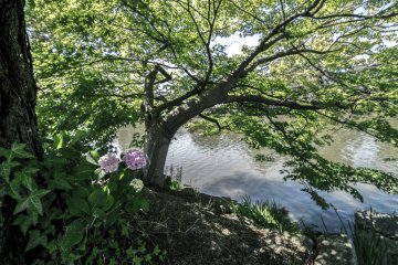 <p>The flora and fauna around Matsue really make for good photos. I can only imagine how it looks like in the other seasons.</p>