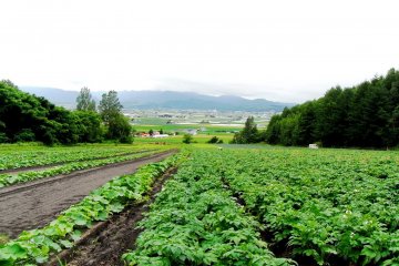 WWOOFing in Japan