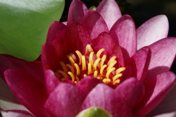 <p>Sebuah kuncup berwarna merah muda tua yang menguncup di sore hari</p>