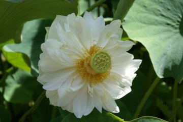 <p>Sebuah lotus putih besar di bagian bawah taman</p>