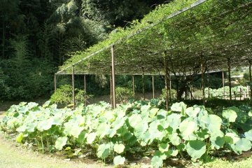 <p>Di taman ,lotus -&nbsp;lotus tumbuh di air di bawah teraliw bunga wisteria</p>