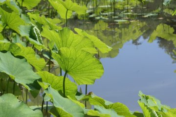 <p>Daun-daun lotus tumbuh di sepanjang sungai yang berkelok-kelok</p>