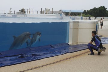 <p>Dolphins paying attention to the trainer.&nbsp;</p>