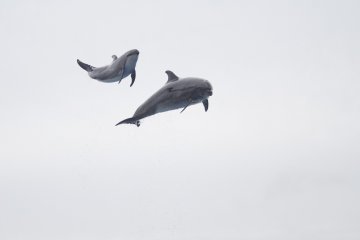 <p>The dolphins jumped over 10m out of the water to wow the guests.&nbsp;</p>