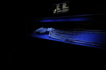 <p>A large squid inside the aquarium.&nbsp;</p>