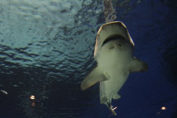 Okinawa Ocean Expo Park & Aquarium