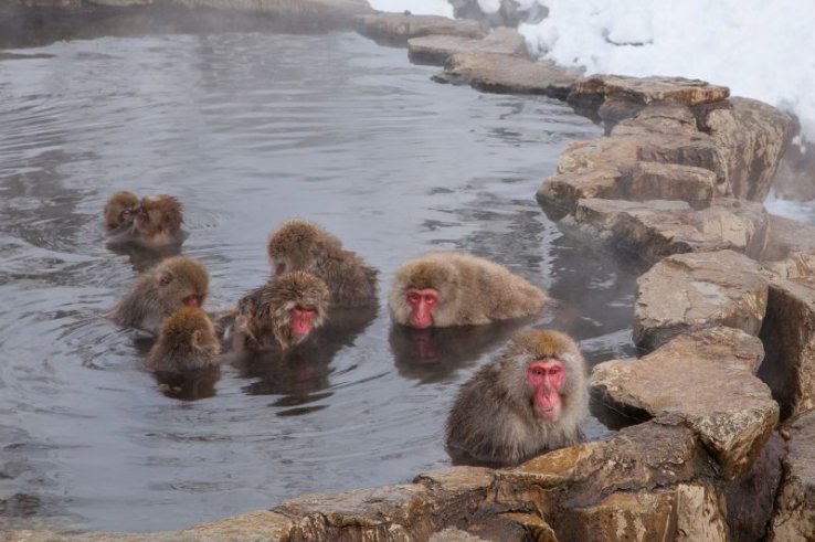 Onsens, Japan's favorite pastime and a relaxing experience for anyone and everyone